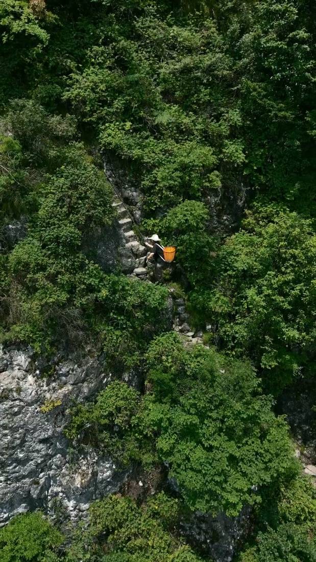 Forest rope climbing and hiking
